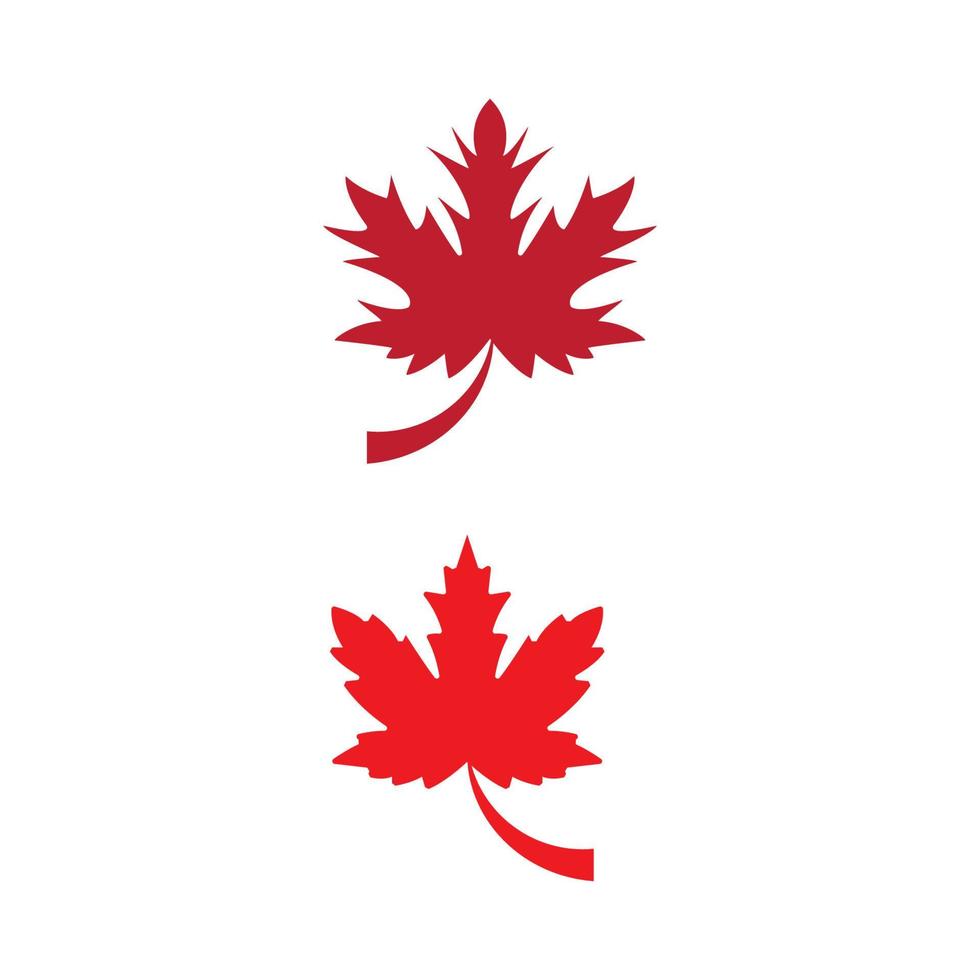 Maple leaf vector illustration