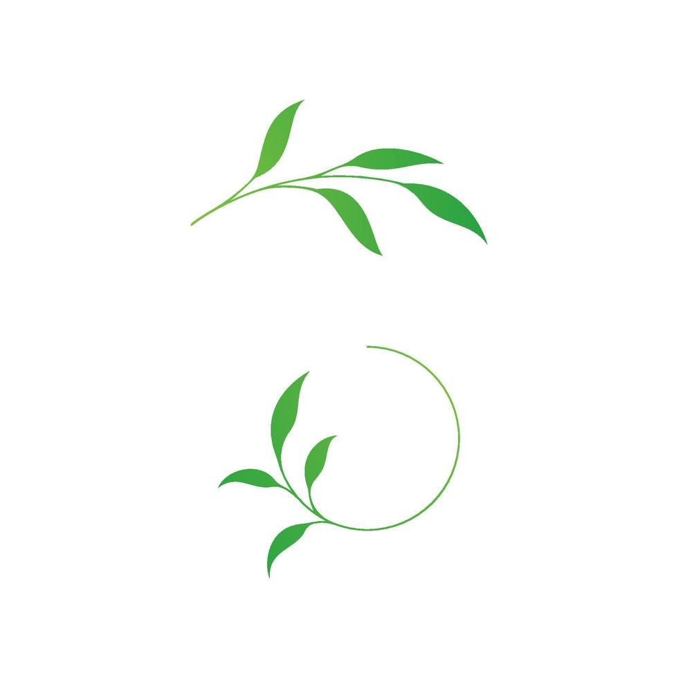Olive leaf vector illustration design 13059867 Vector Art at Vecteezy