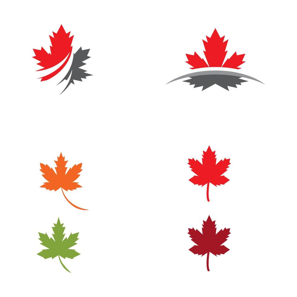 Maple leaf vector illustration