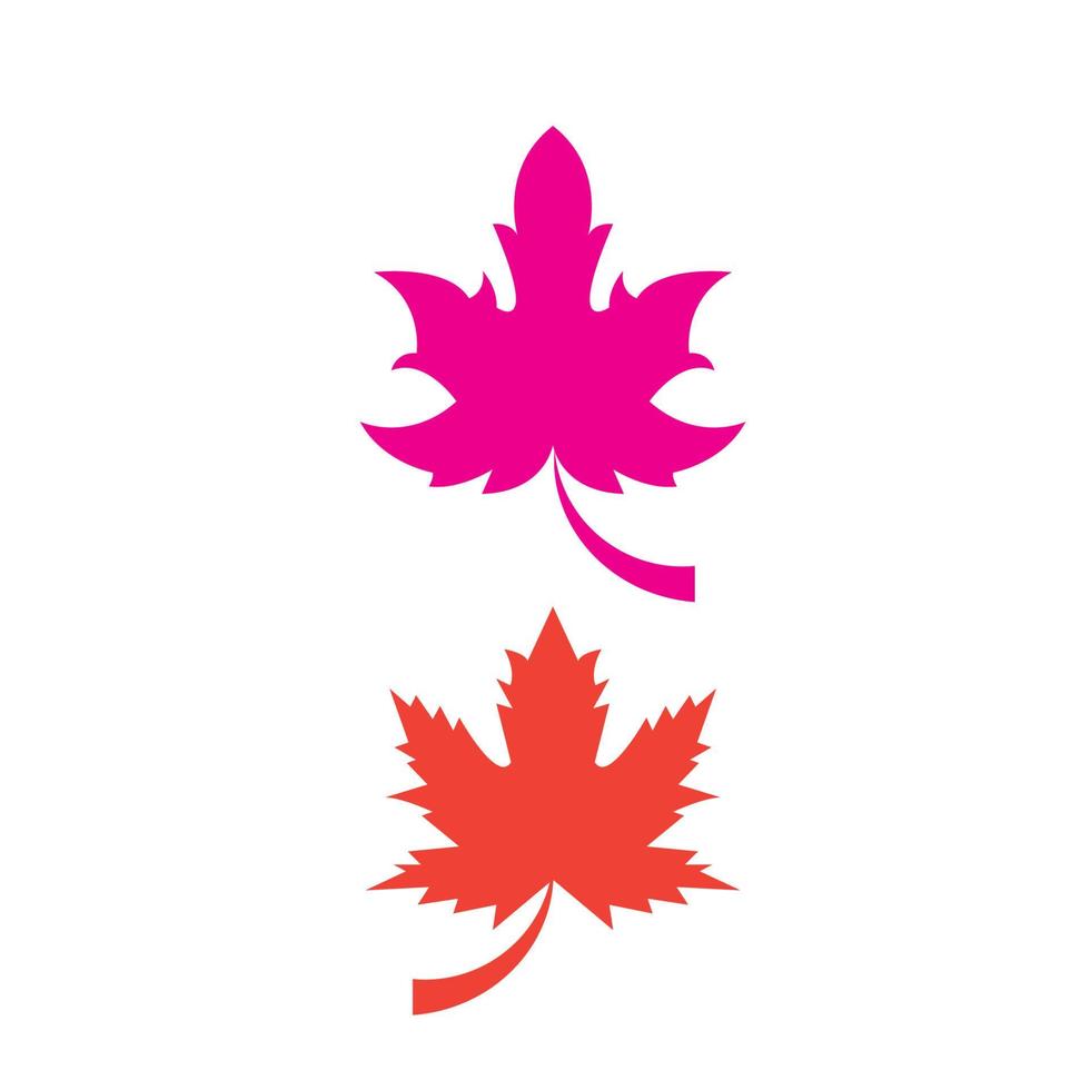 Maple leaf vector illustration