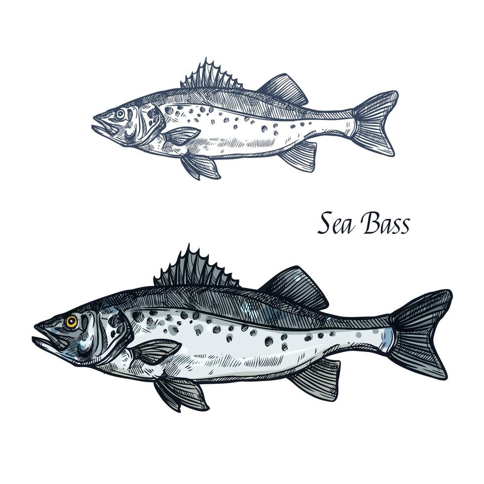 Sea bass fish isolated sketch for seafood design vector