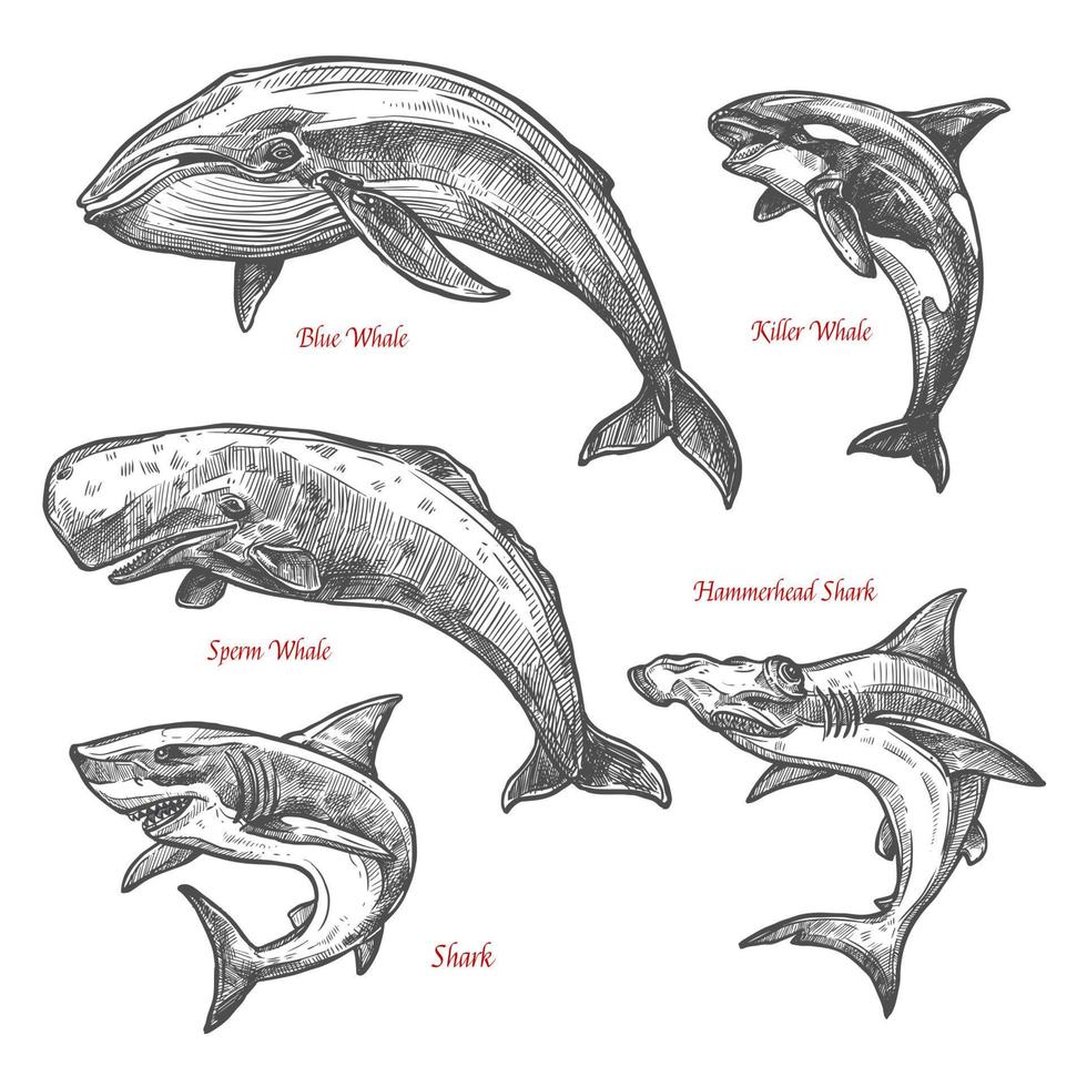 Giant sea animals shark whales vector sketch icons