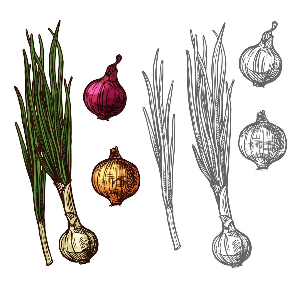 Onion or scallion vegetable with green leaf sketch vector