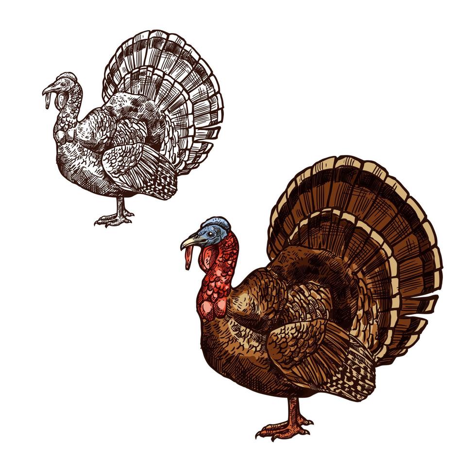 Turkey bird Thanksgiving day sketch vector icon