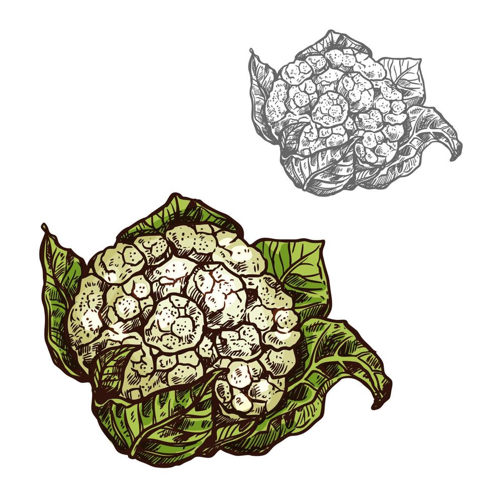 Cauliflower cabbage vector sketch vegetable icon