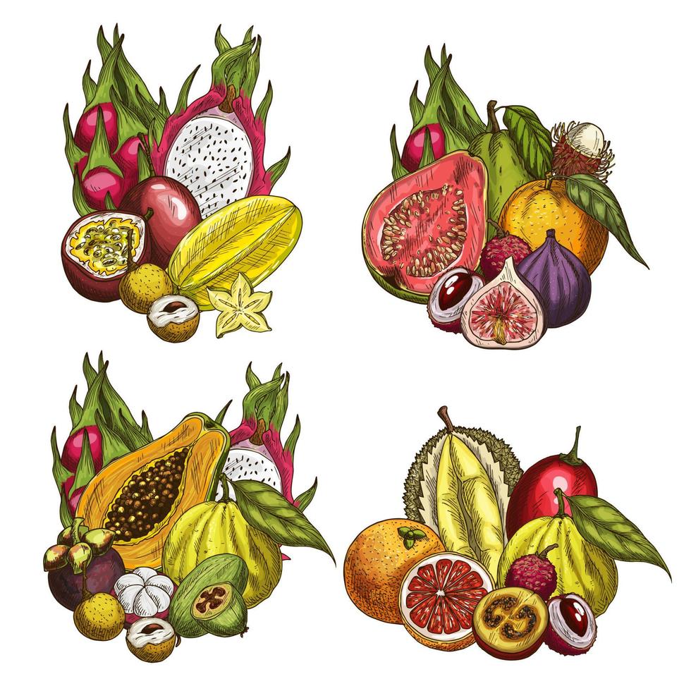 Exotic fruit and tropical berry sketches vector