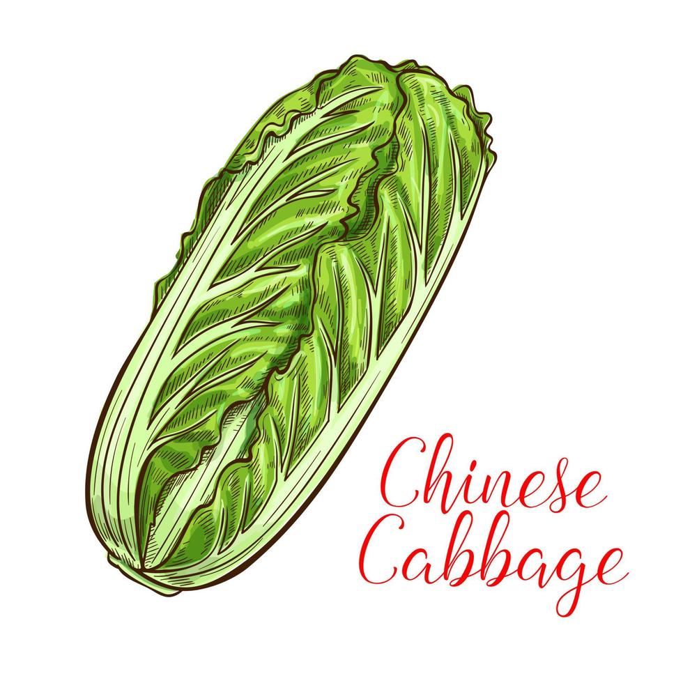 Chinese cabbage vector sketch vegetable icon