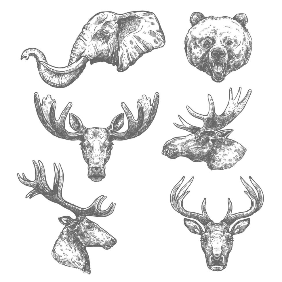 conjunto de bocetos de animales de mamíferos africanos y forestales vector
