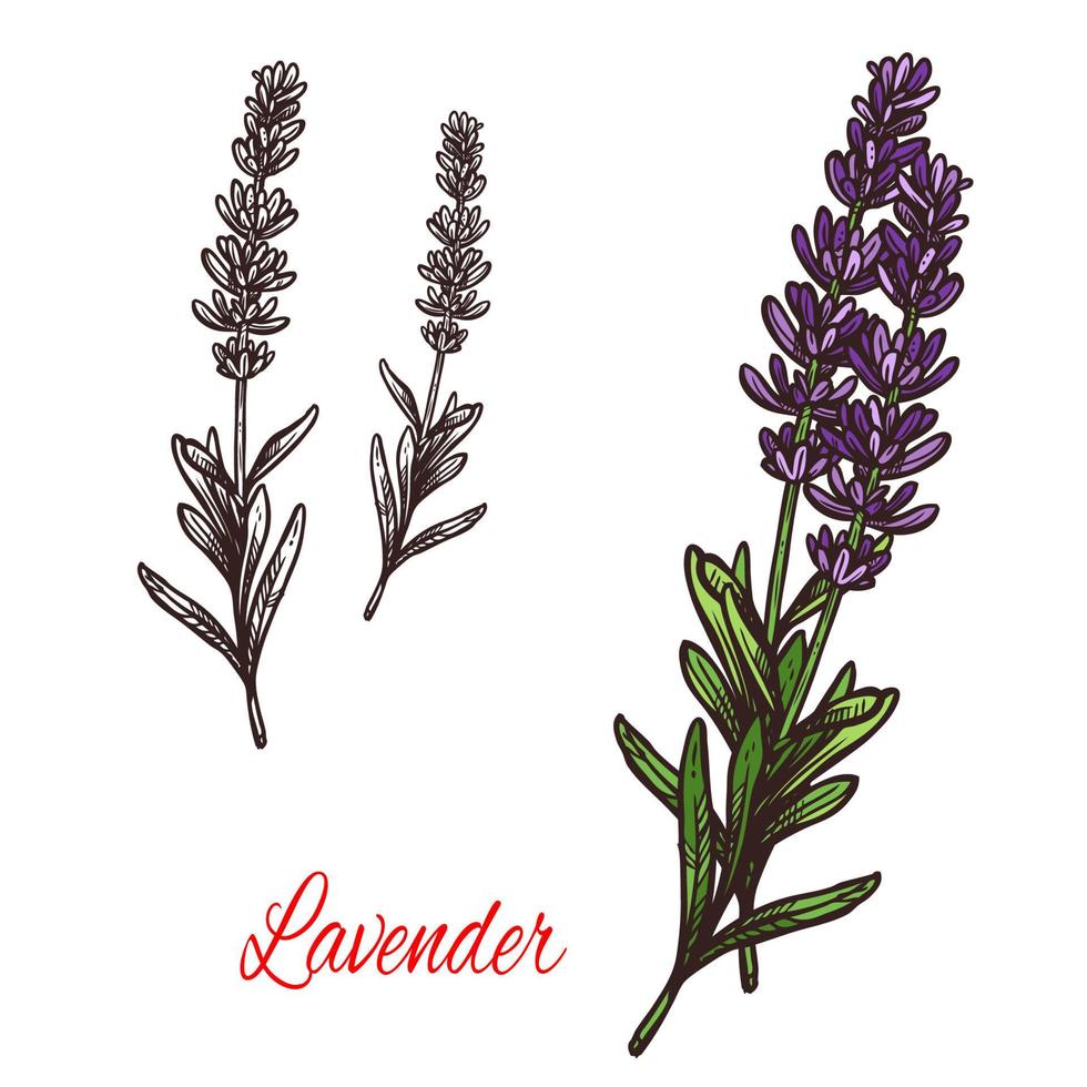 Lavender seasoning vector sketch plant icon