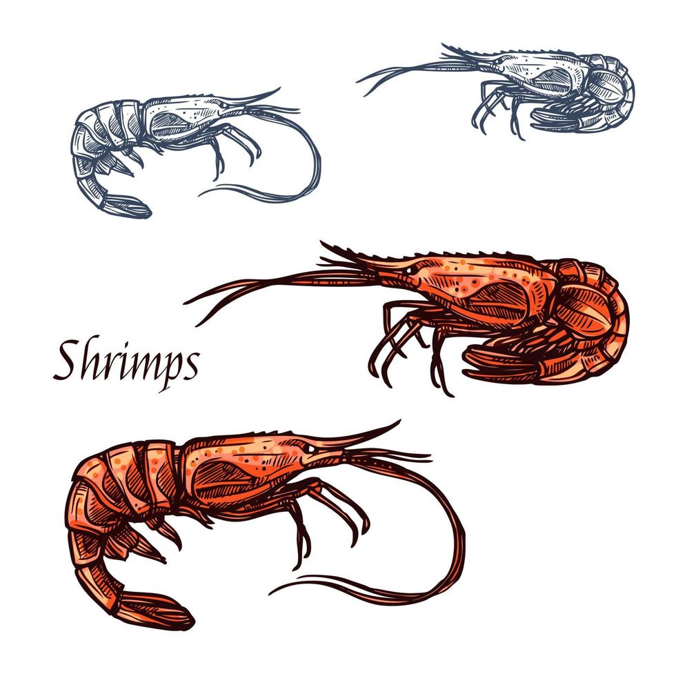 Shrimp prawn seafood vector isolated sketch icon