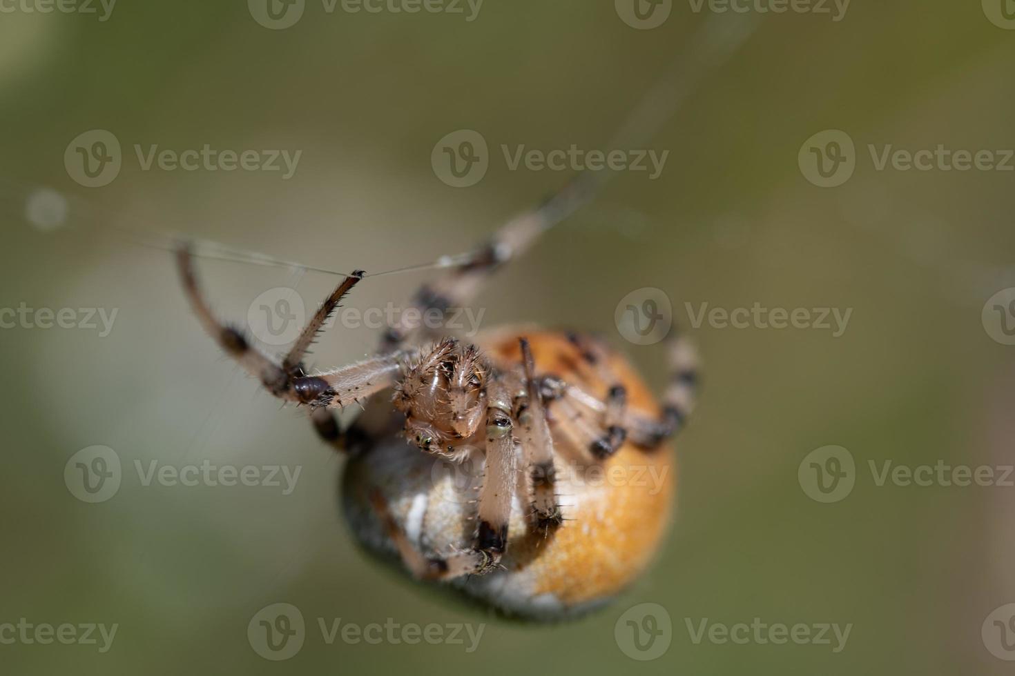 a brown garden spider  with a large plump body hangs on a thin silk thread, against a green background in nature. You can see the spider from the front photo