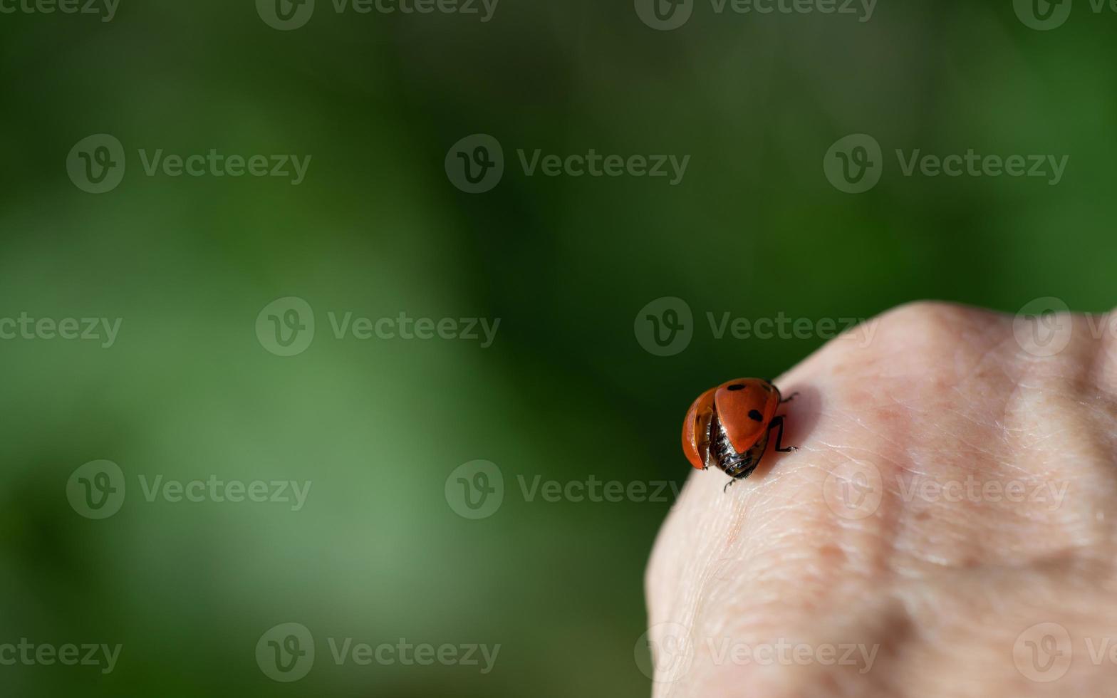 a small red ladybug with seven spots sits on the back of an elderly woman's hand and opens its wings to fly. The background is green with space for text. photo