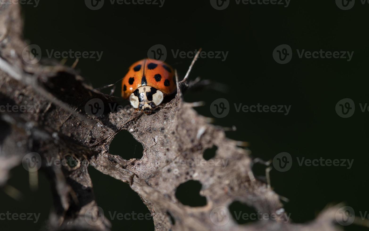 una pequeña mariquita asiática se sienta en una planta seca en otoño, contra un fondo verde en la naturaleza. foto