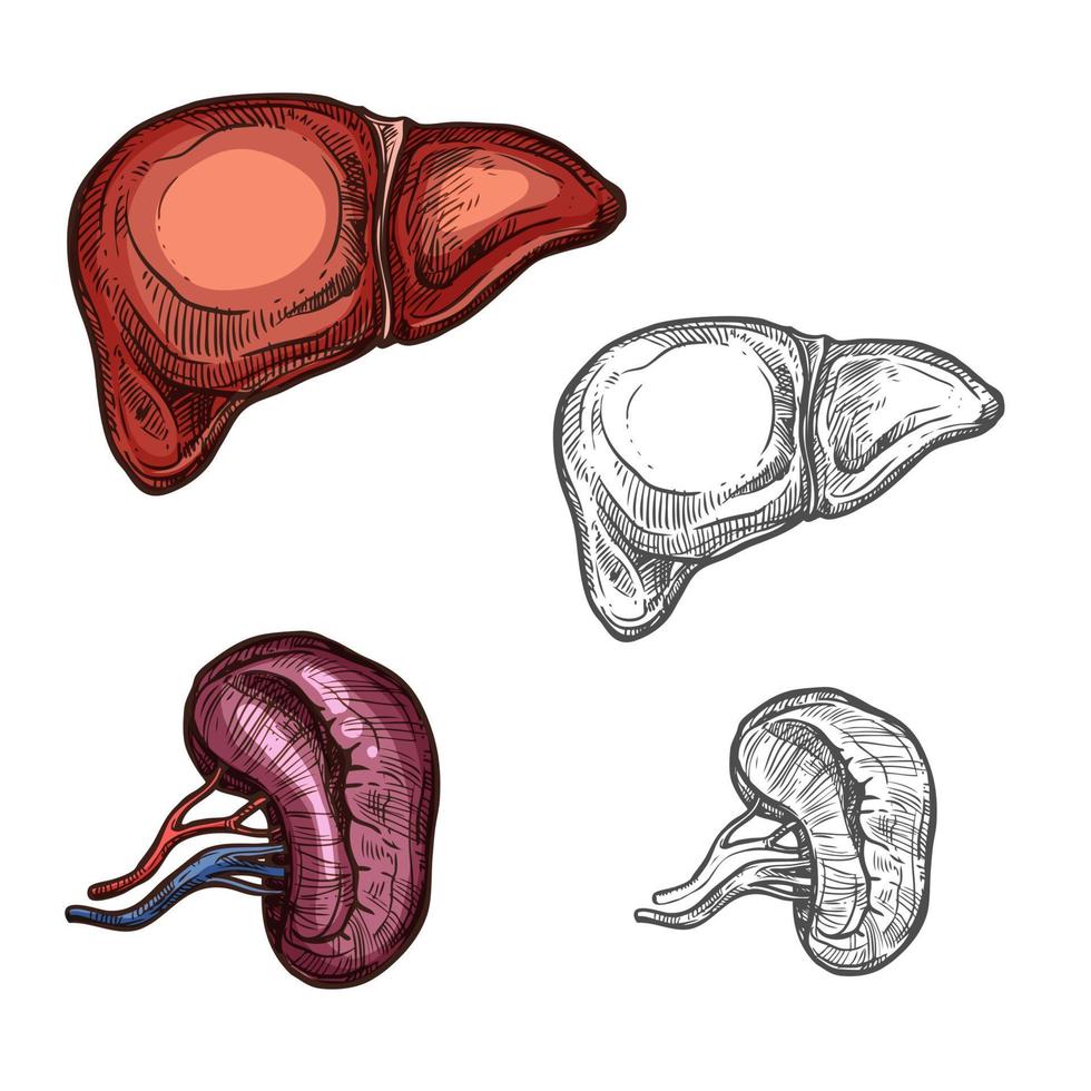 Human organs liver and kidney vector sketch icons