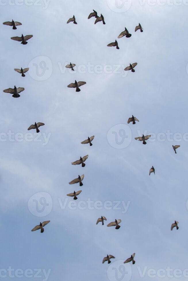 Flock of birds fly in blue sky 13061079 Stock Photo at Vecteezy
