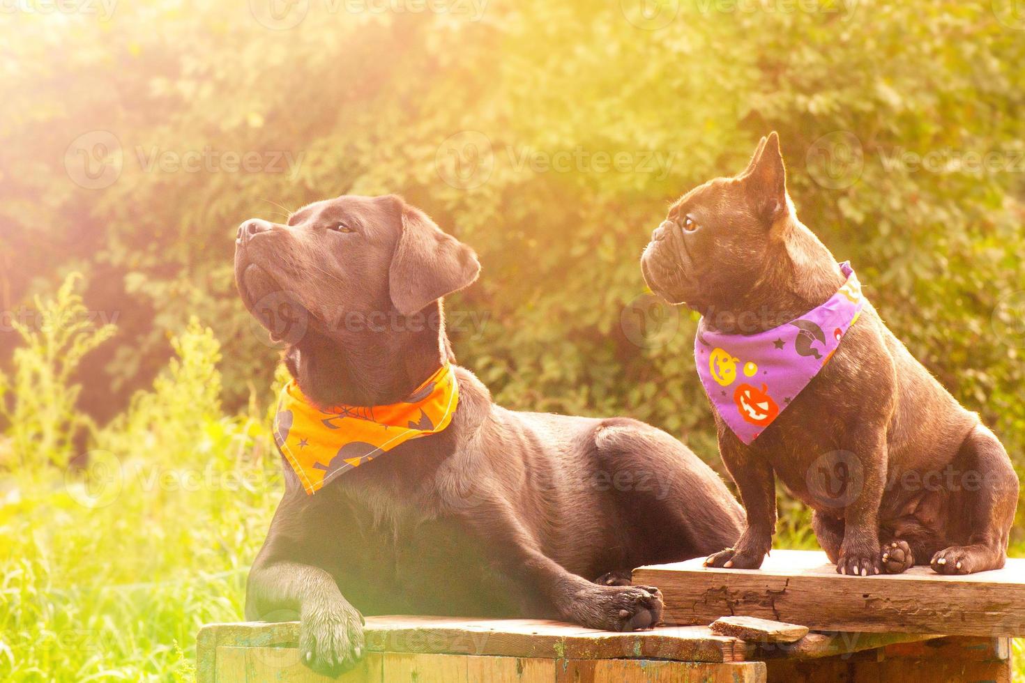 A Labrador retriever dog in an orange Halloween bandana and a French bulldog in a bandana. Two dogs. photo