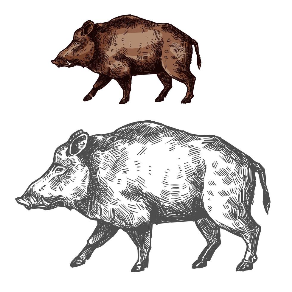 Boar aper muzzle vector sketch wild animal