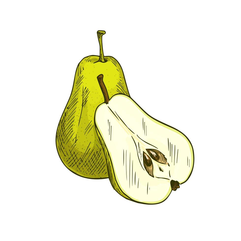Pear fruits whole and sliced vector sketch icon