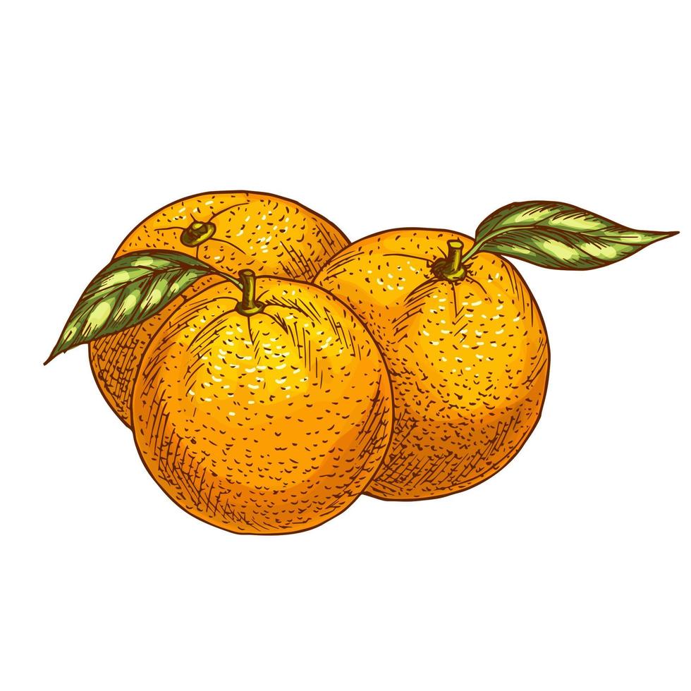 icono de esbozo vectorial de frutas naranjas o mandarinas vector