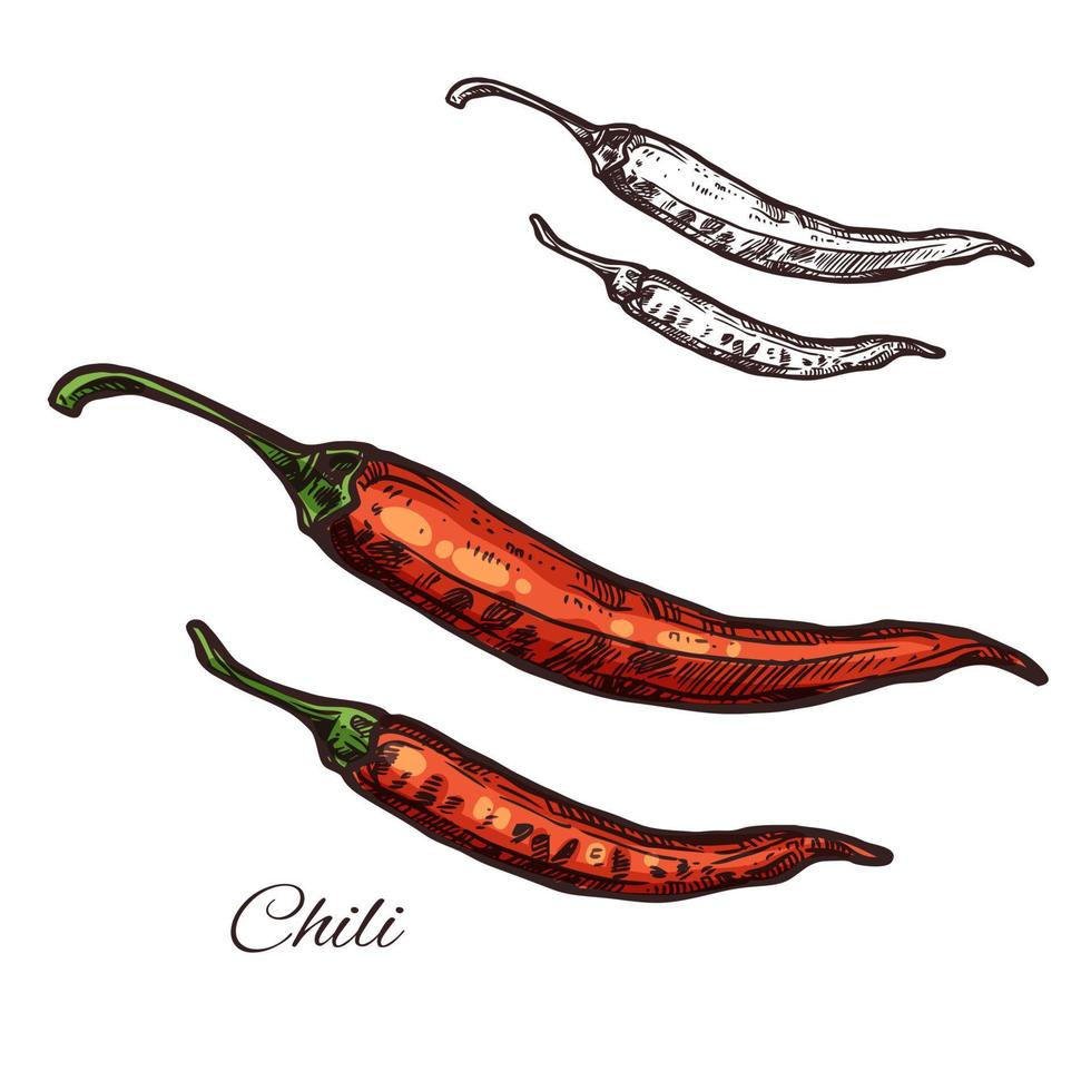 Chili pepper seasoning plant vector sketch icon