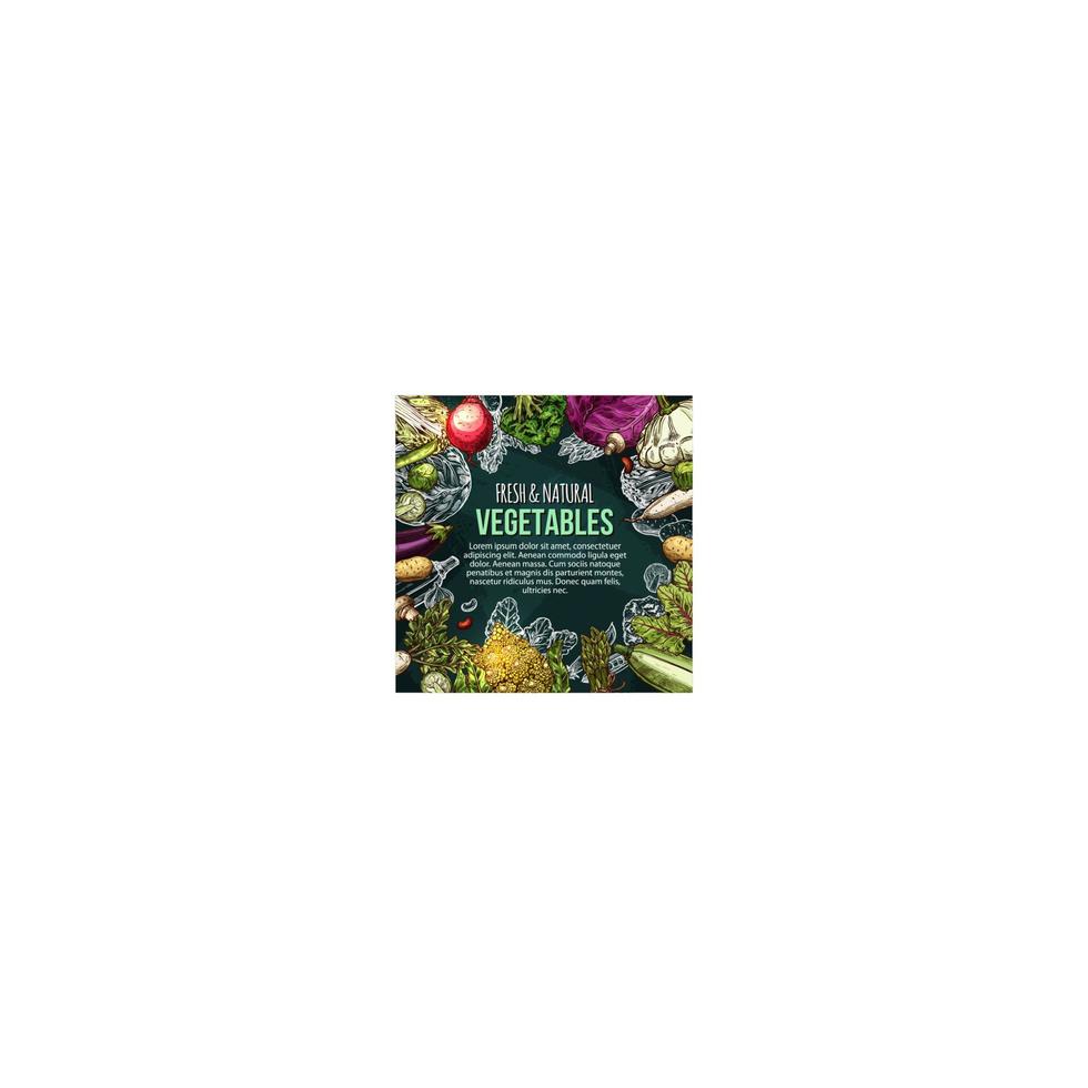Vector sketch poster of natural farm vegetables