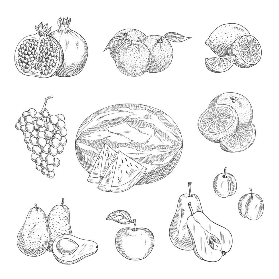 Vector sketch icons of exotic and garden fruits