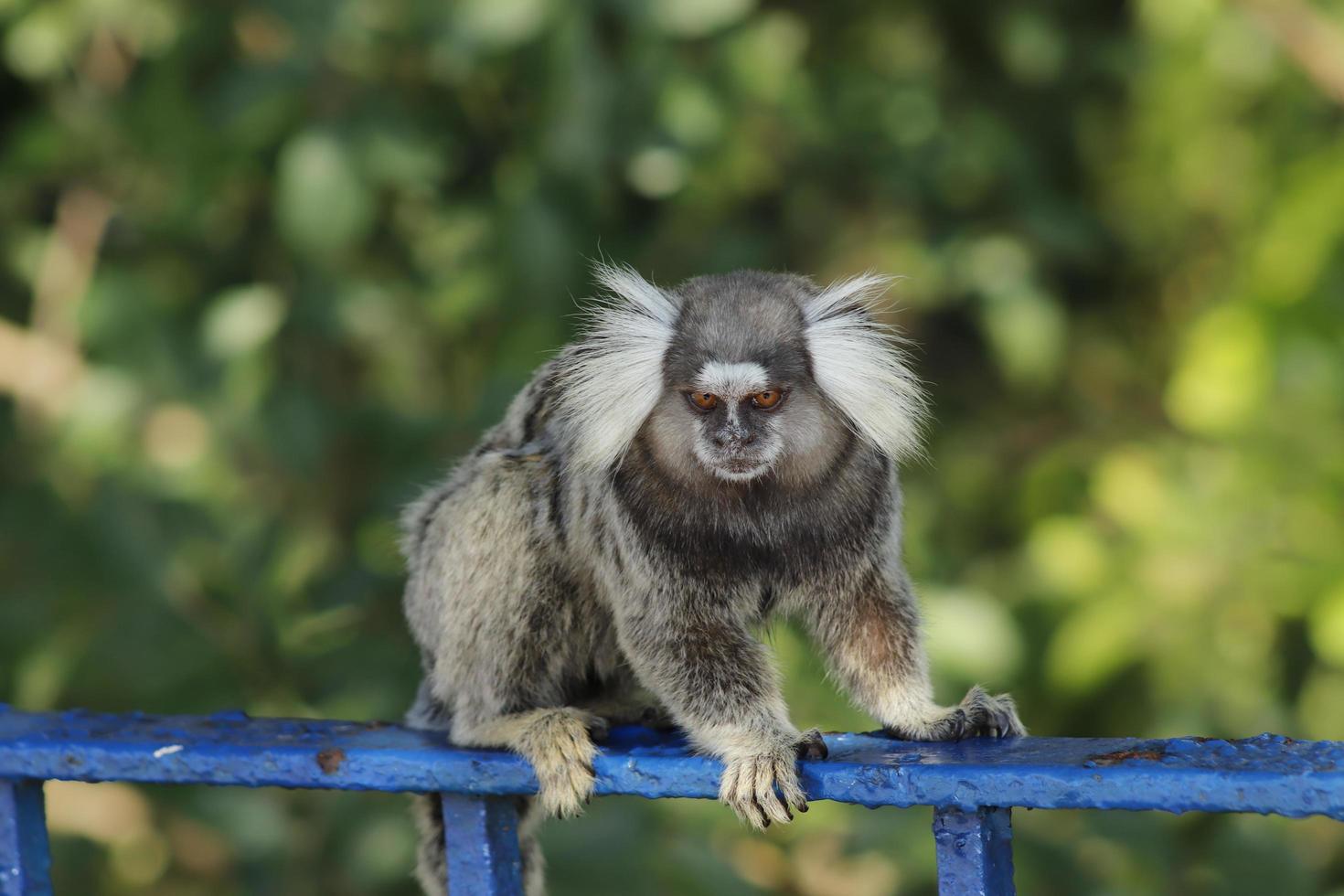 Rio de Janeiro, RJ, Brazil, 2022 - Marmoset at Duque de Caxias Fort, Leme photo