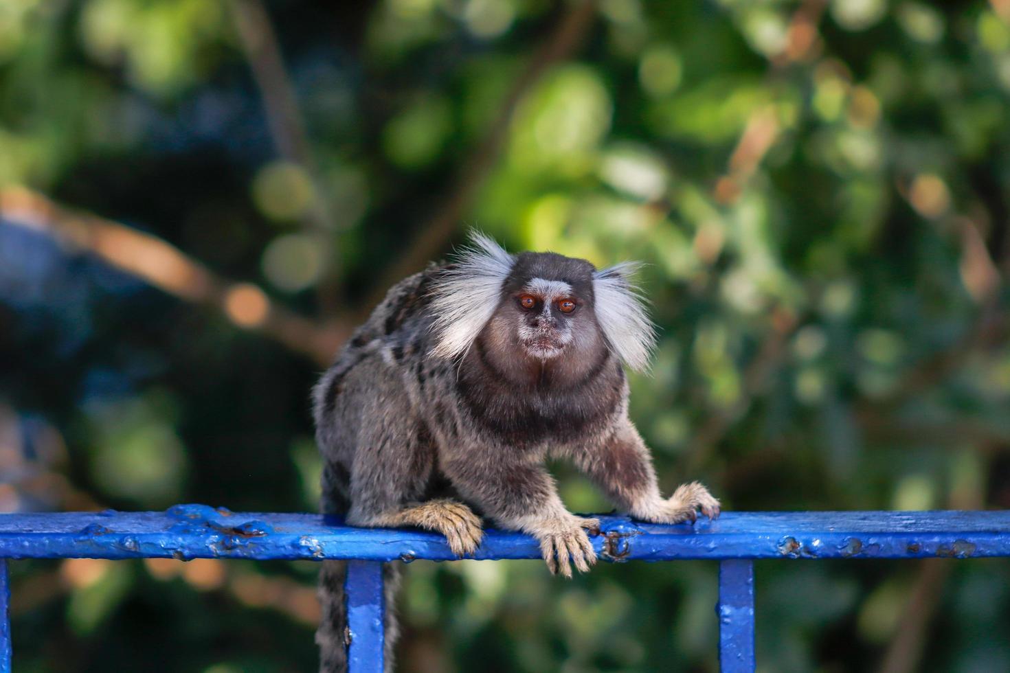 Rio de Janeiro, RJ, Brazil, 2022 - Marmoset at Duque de Caxias Fort, Leme photo