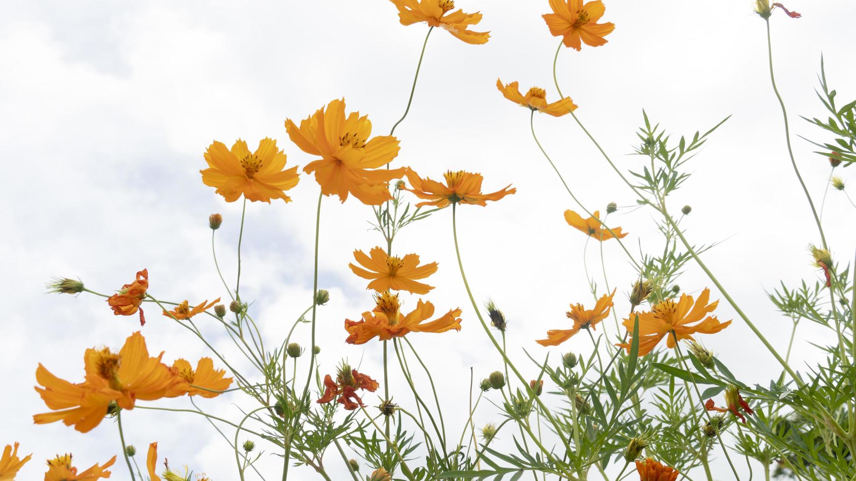 Nature of orange cosmos blossoms majestically under the sky and the wind. In the gardent. photo