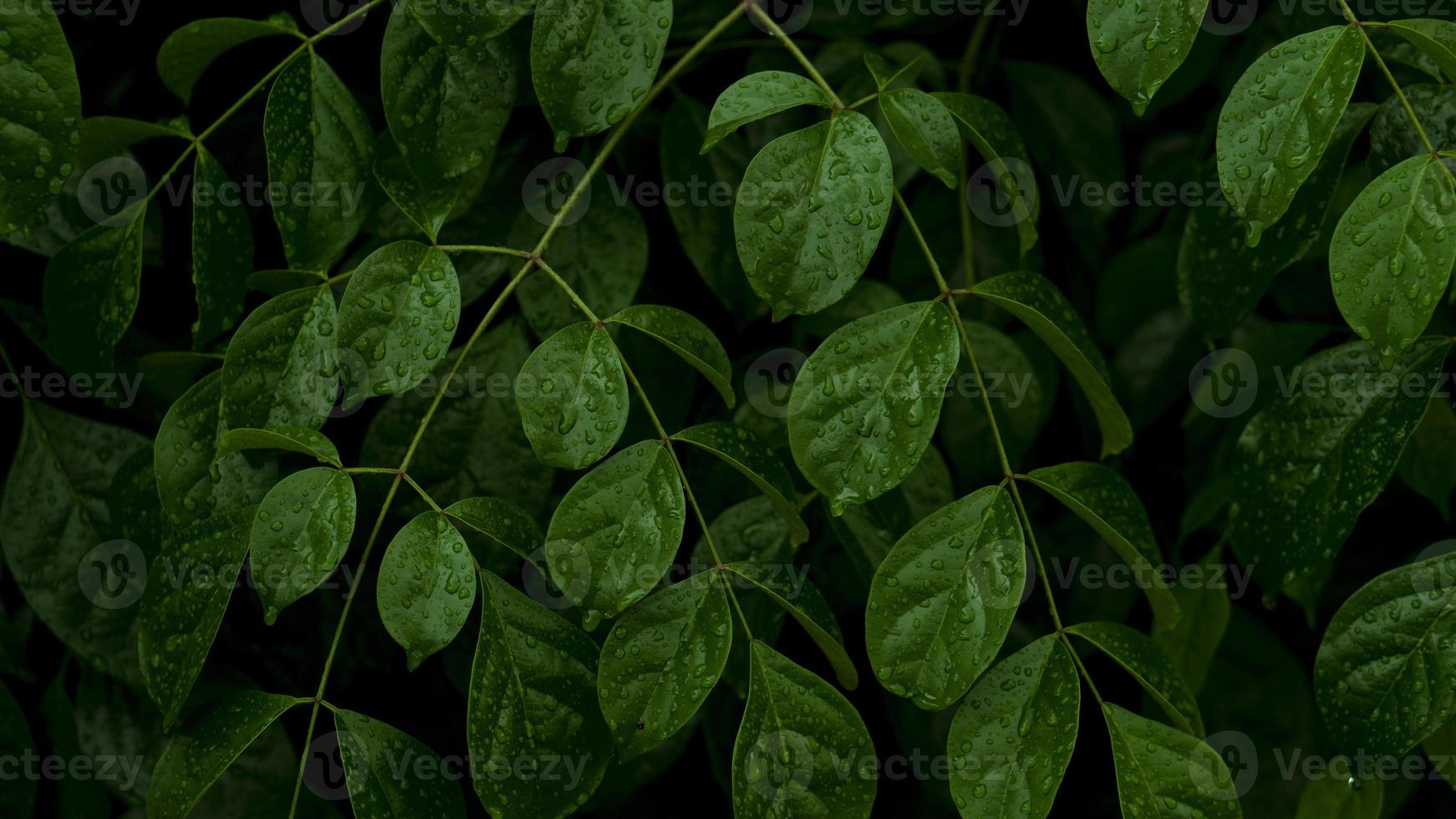 Abstract of dim view of green leaves soaked in raindrops. for nature background and darktone after rainy. photo