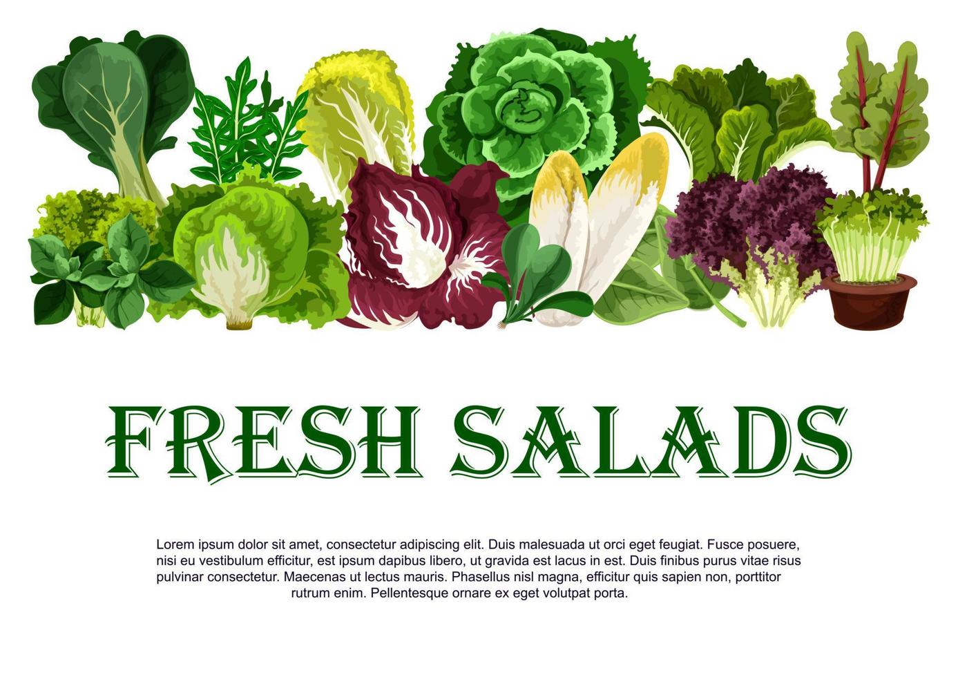 Vector poster of fresh salads leafy vegetables