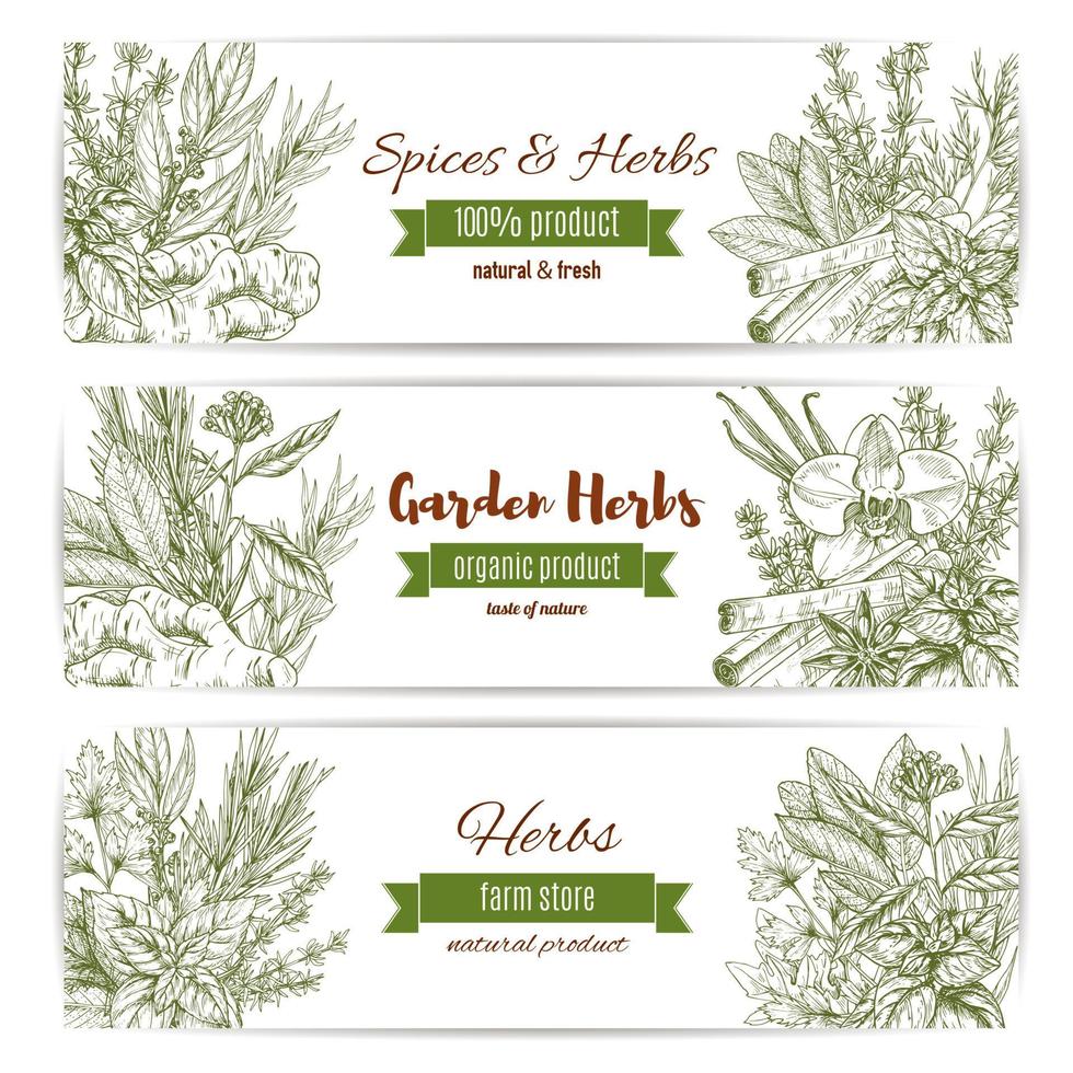 Spices and herbs vector sketch banners