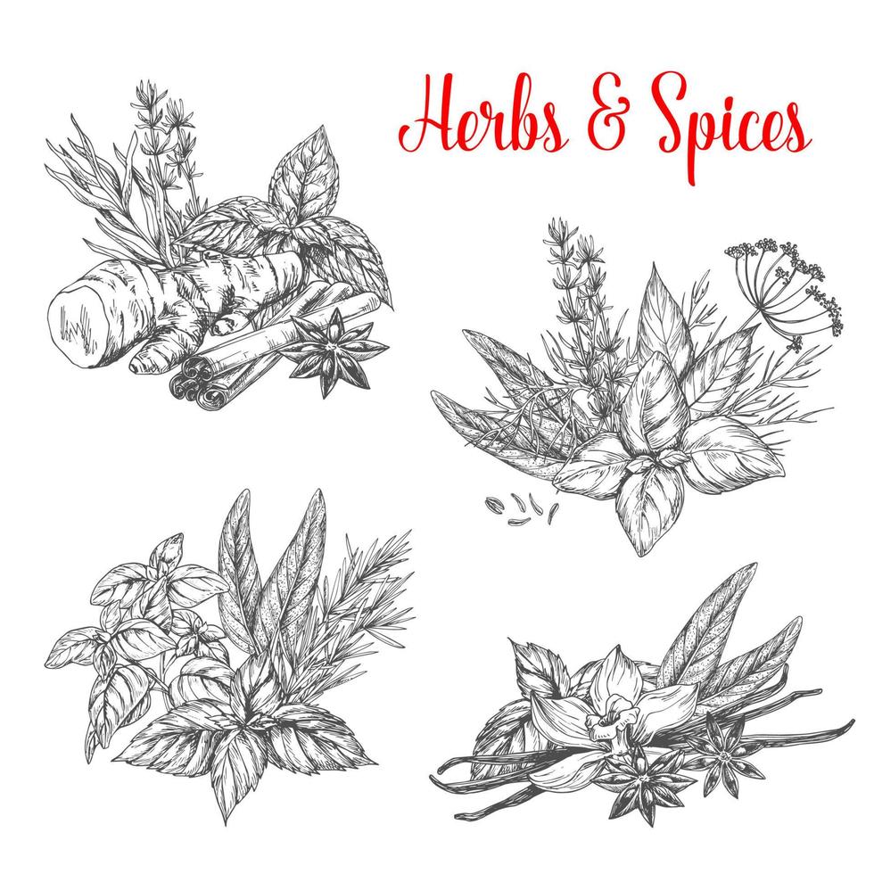 Vector sketch spices and herbs for farm market