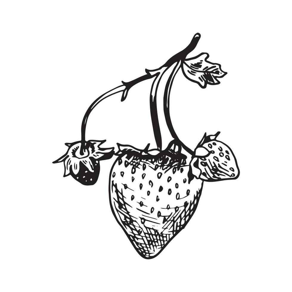 Strawberry in Art Ink Style vector