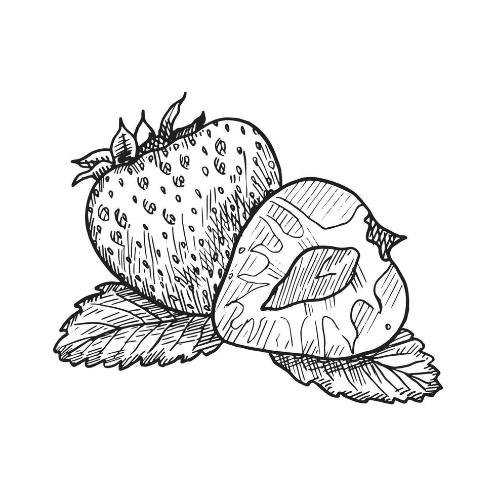 Strawberry in Art Ink Style vector