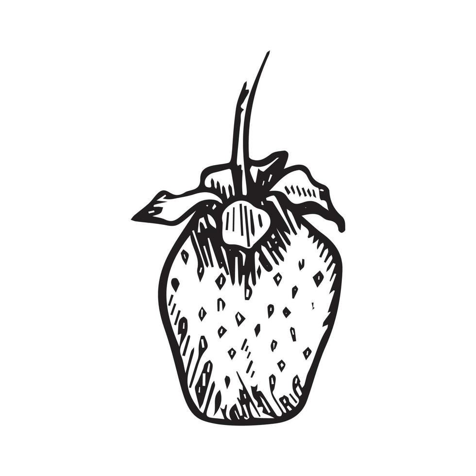 Strawberry in Art Ink Style vector