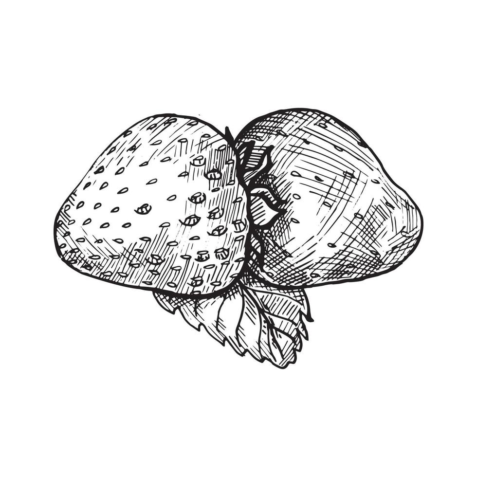 Strawberry in Art Ink Style vector