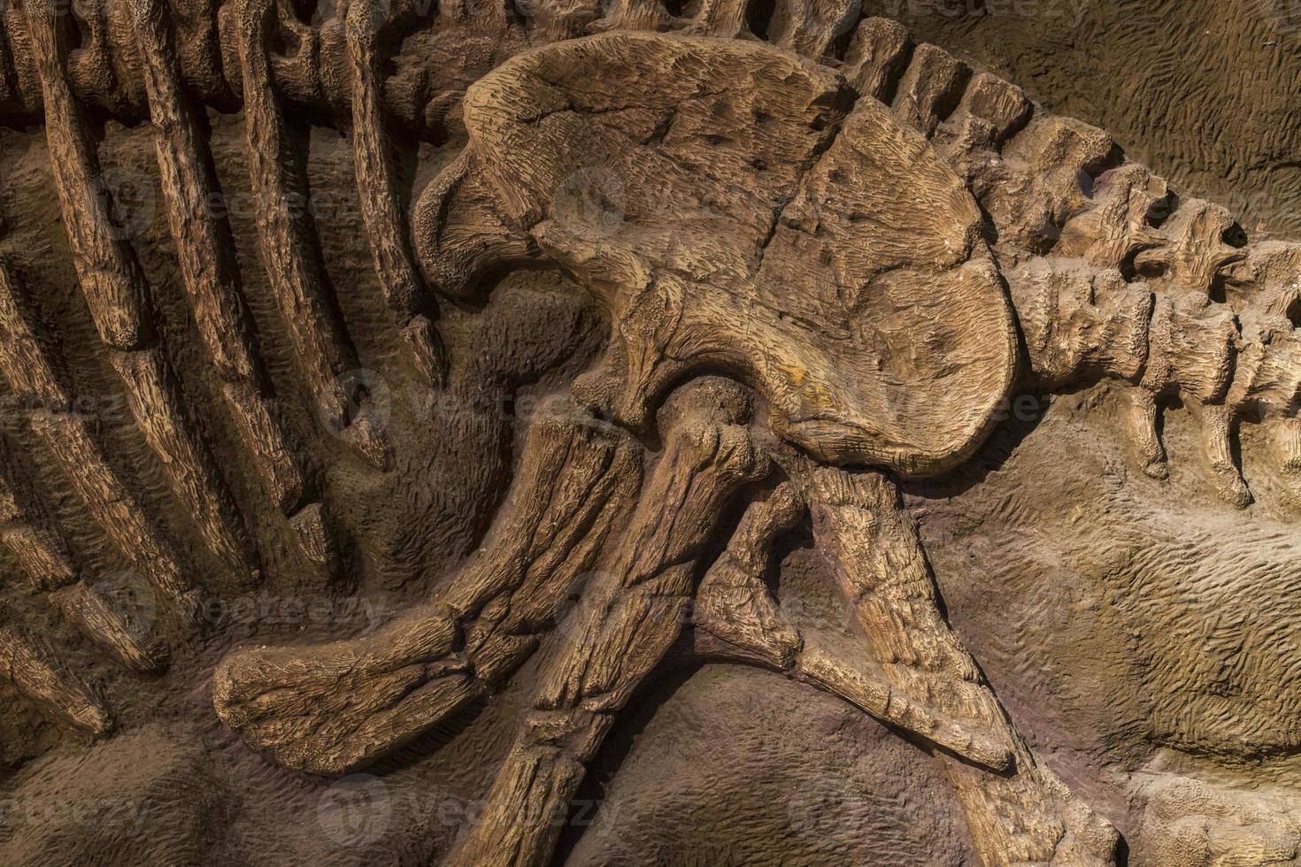 Dinosaur fossil for background photo