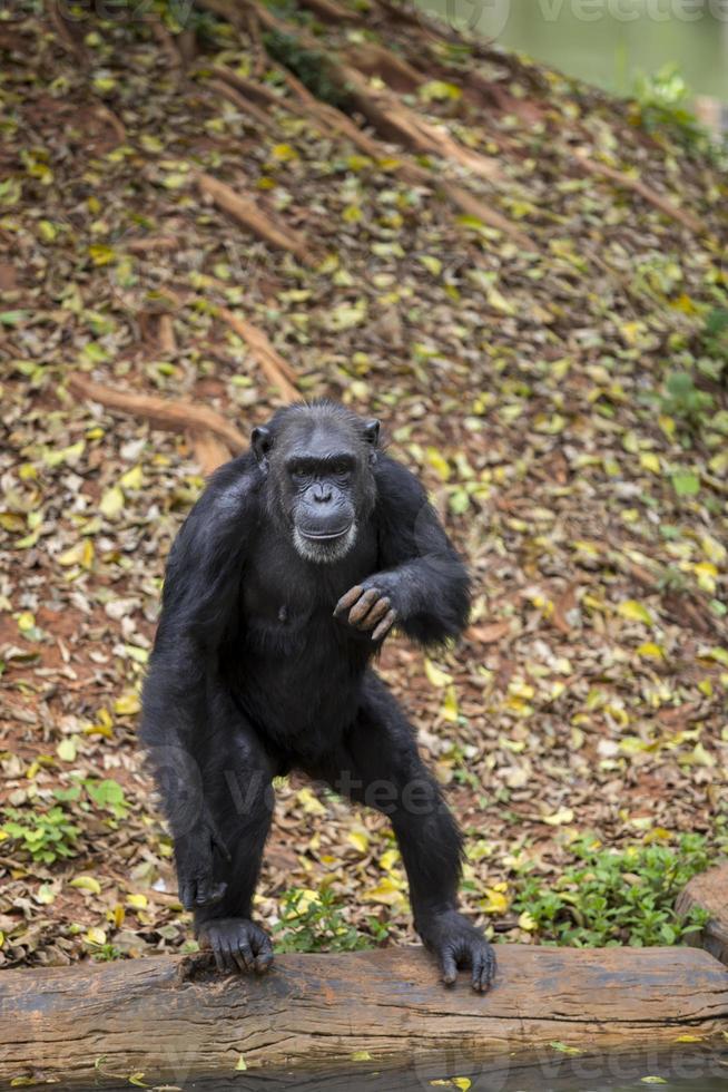 retrato frontal de un joven chimpancé foto