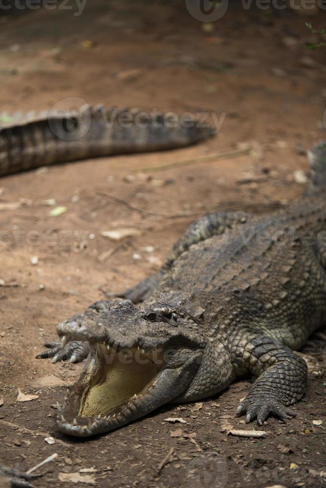 Crocodiles Resting at Crocodile Farm in Thailand photo