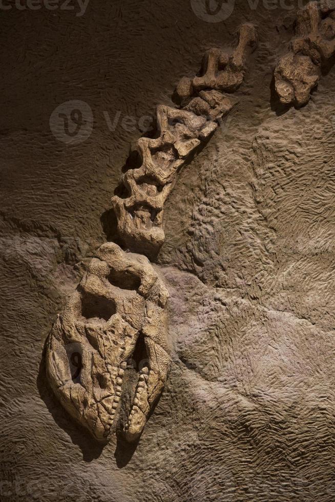 Dinosaur fossil for background photo