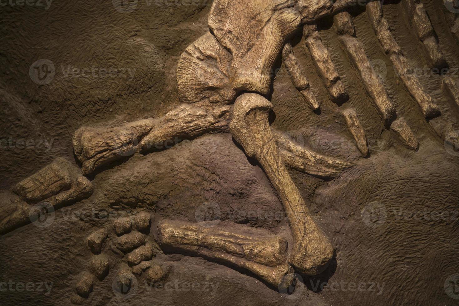 Dinosaur fossil for background photo