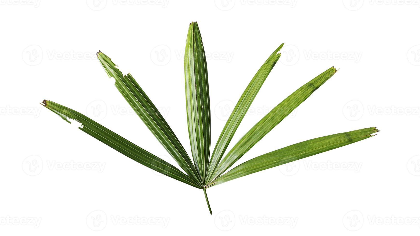 cut green leaves The back is a white background from Clipping Mask photo