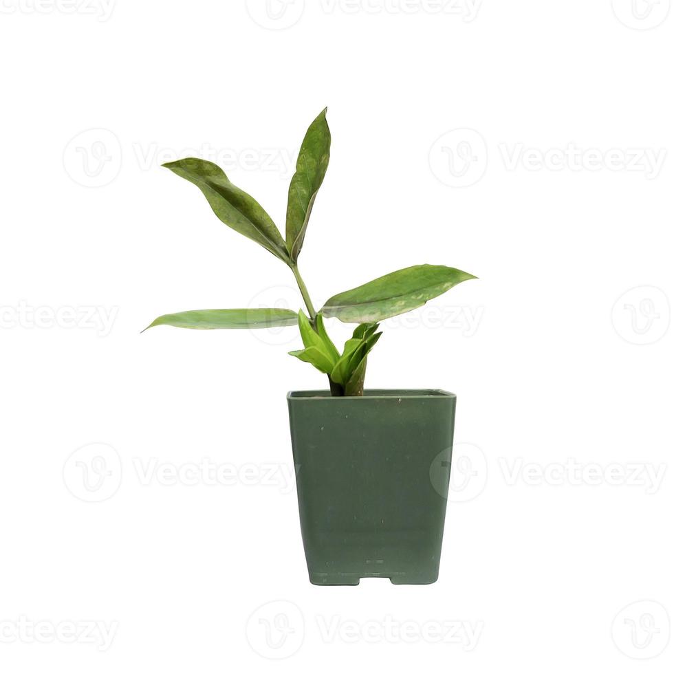 small plant pot The non-green tree named Kwak Morakot is planted in a green pot white background photo