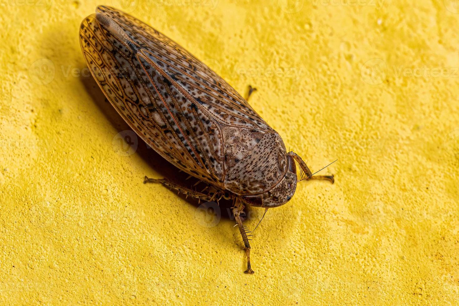 Small Typical Leafhopper photo