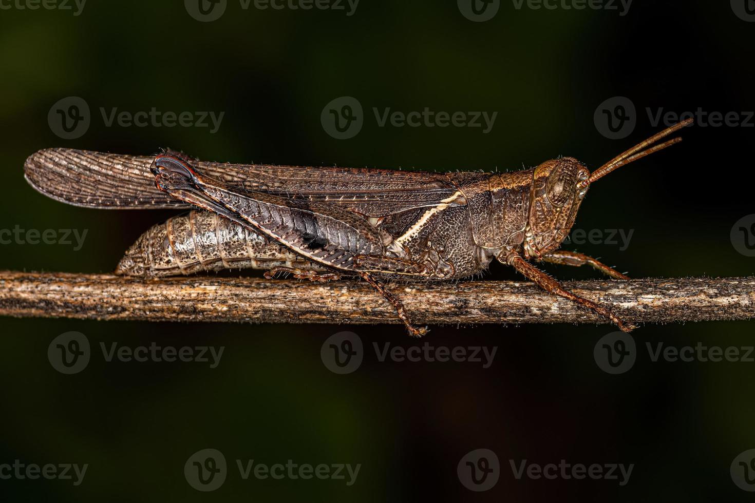 Adult Short-horned Grasshopper photo