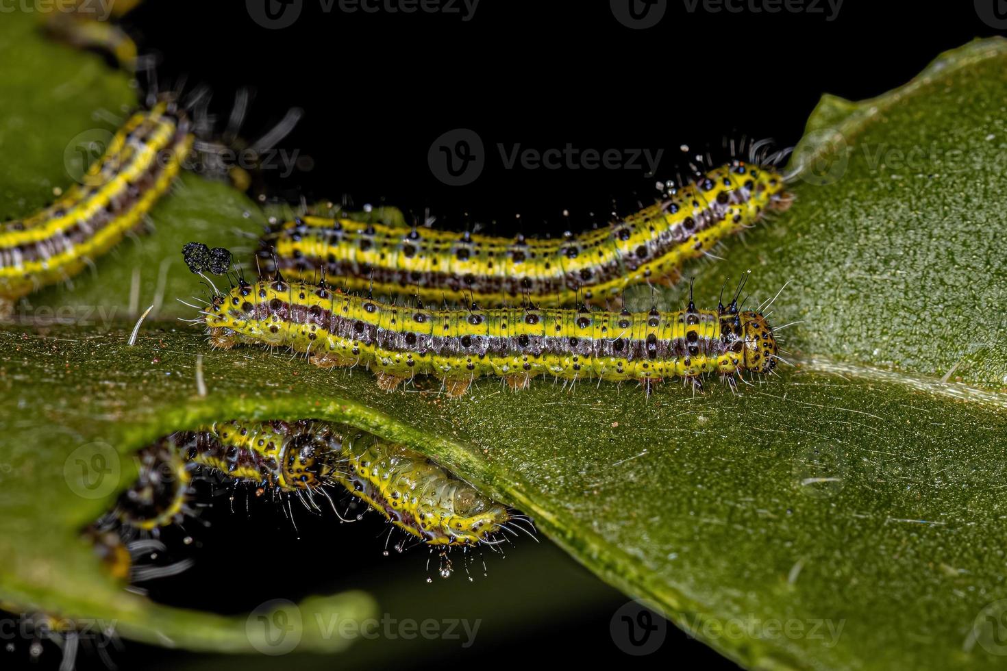 Great Southern White Butterfly Caterpillar photo