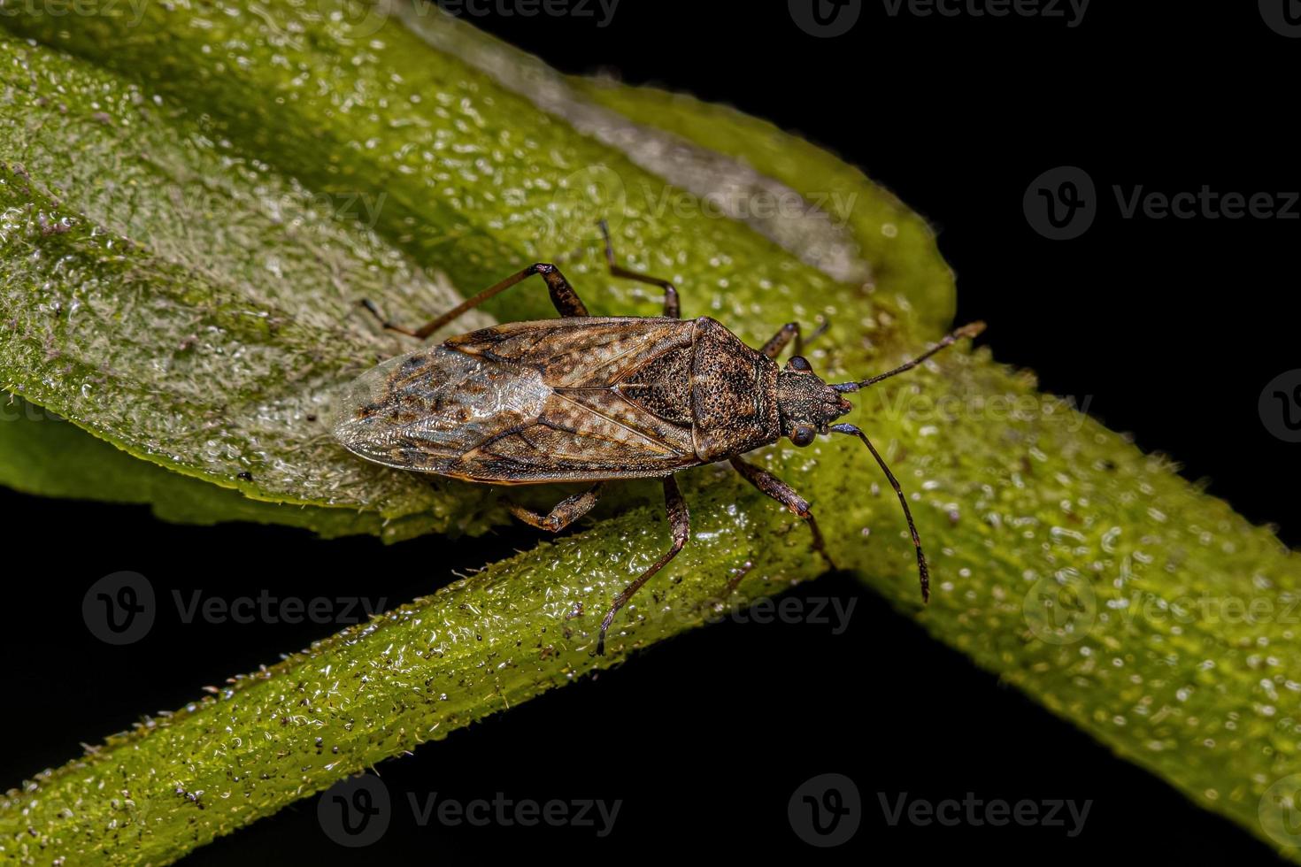 Adult Seed bug photo