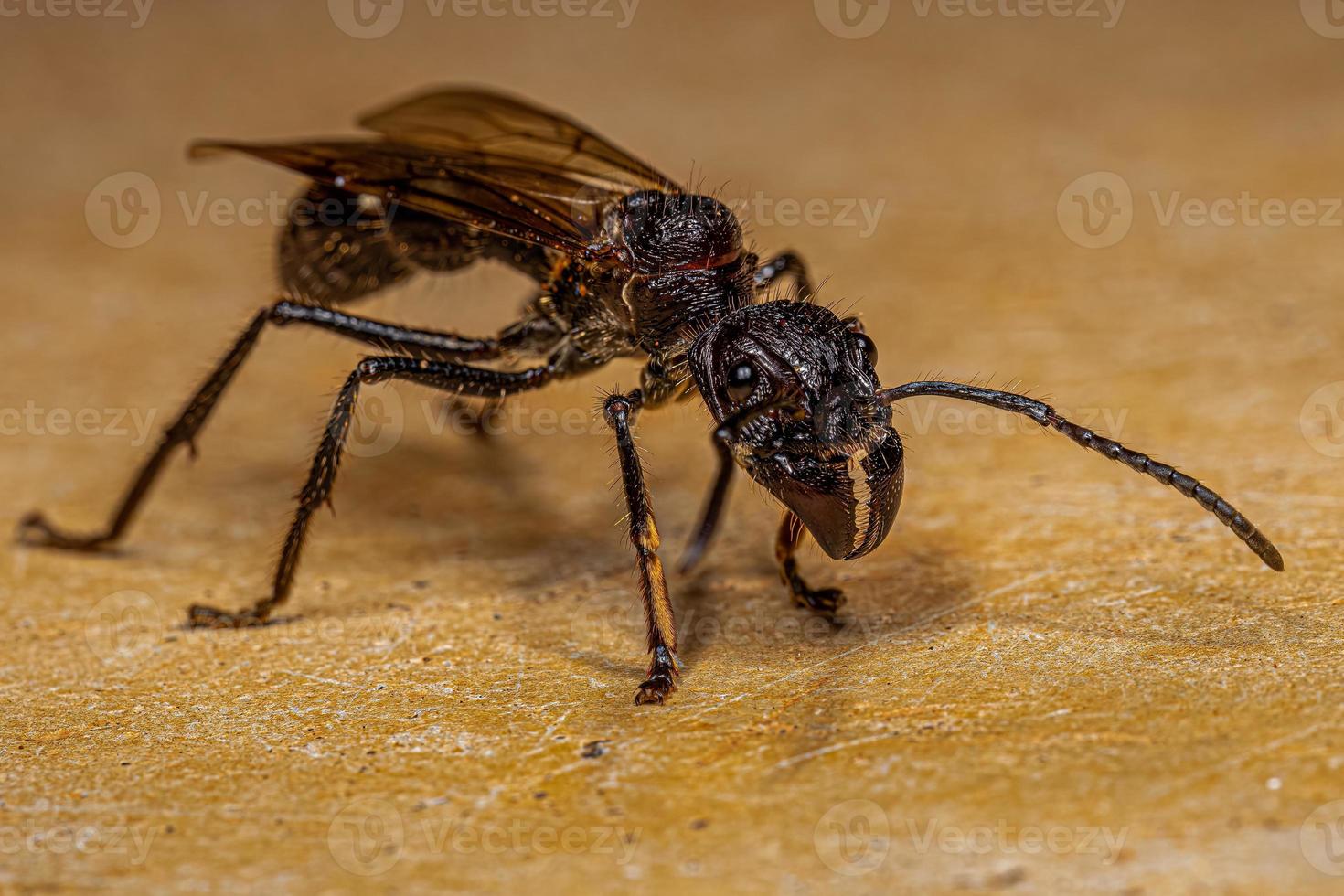 Adult Bullet Ant Queen photo