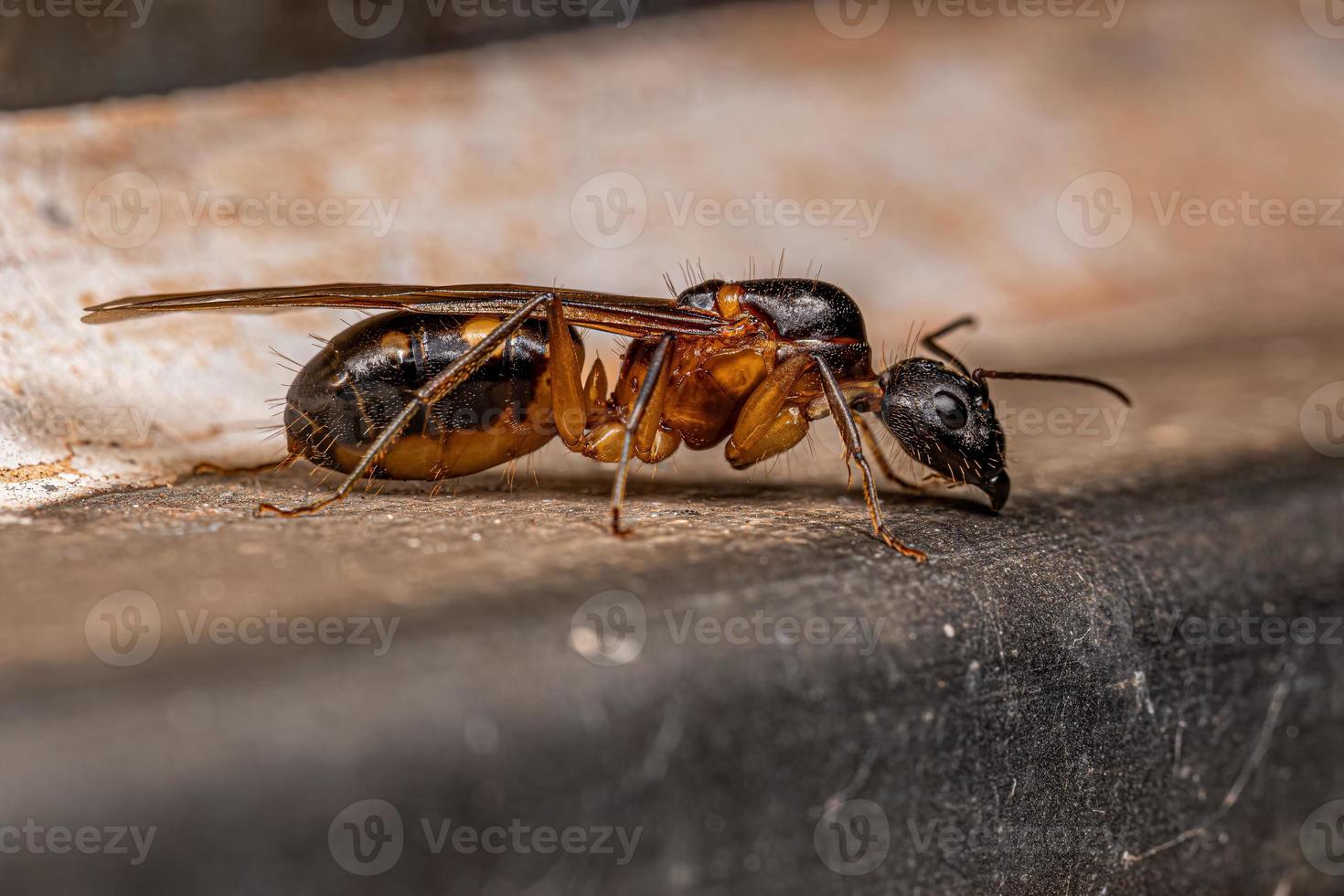 hormiga reina carpintero hembra adulta foto